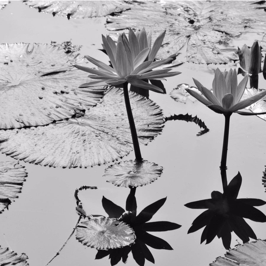 Black and White Lotus Wallpaper Mobile Case Cover - GillKart