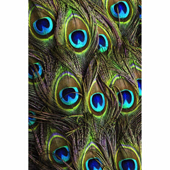 Beautiful Peocock Tail Mobile Case Cover - GillKart